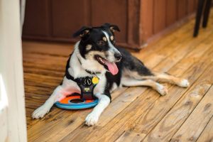 League City TX Best Flooring For Dogs