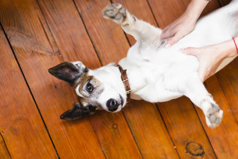 Houston TX best laminate flooring for dogs