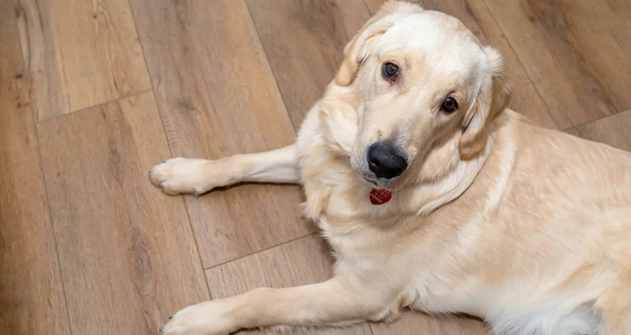 pet friendly lvt flooring
